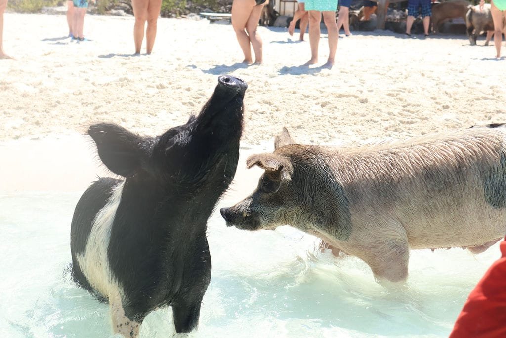 Swimming Pigs on beach