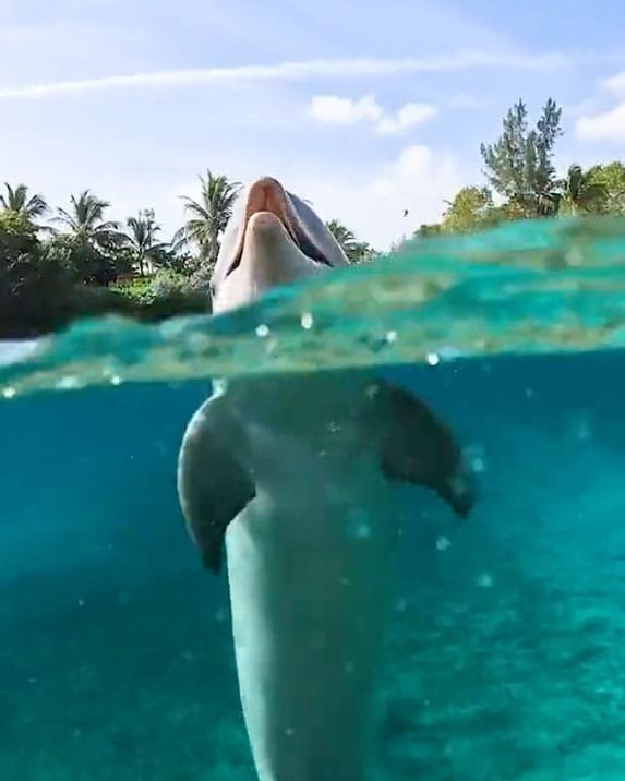 dolphin