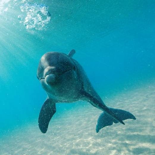 dolphin underwater