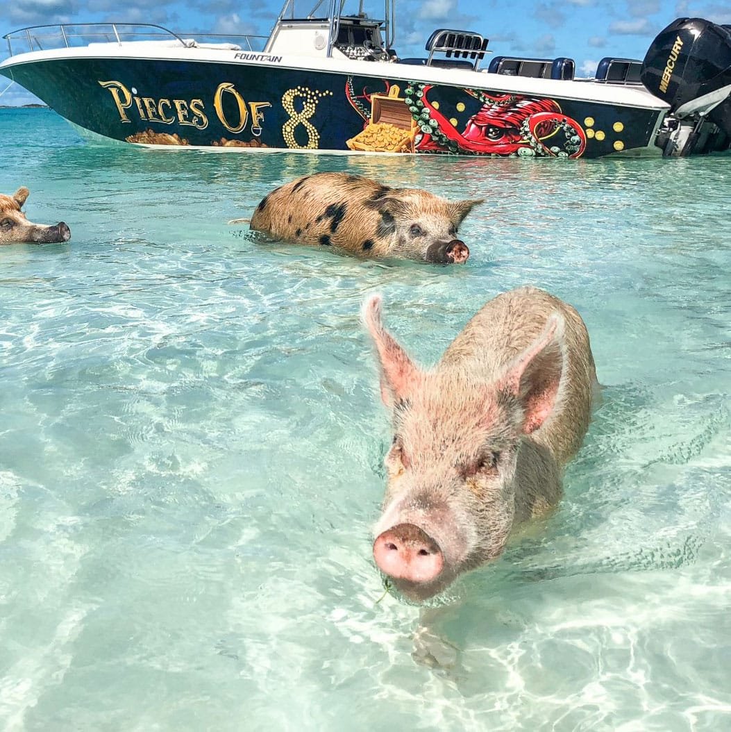 Swimming pigs in water with Pieces of 8 luxury Black Pearl vessel