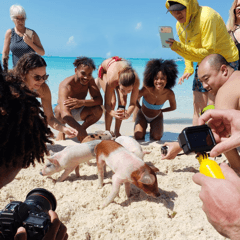 Guests pet pigs at beach