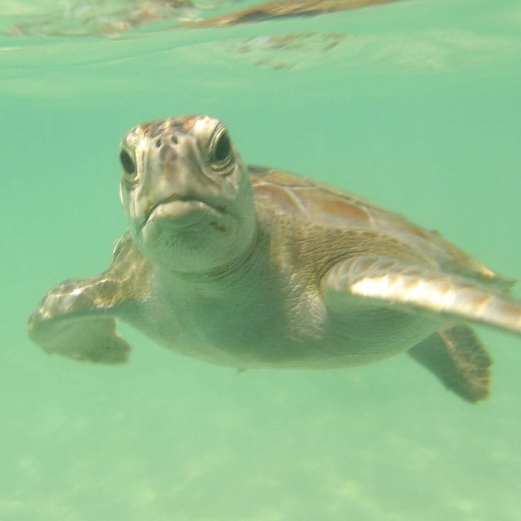 sea turtle