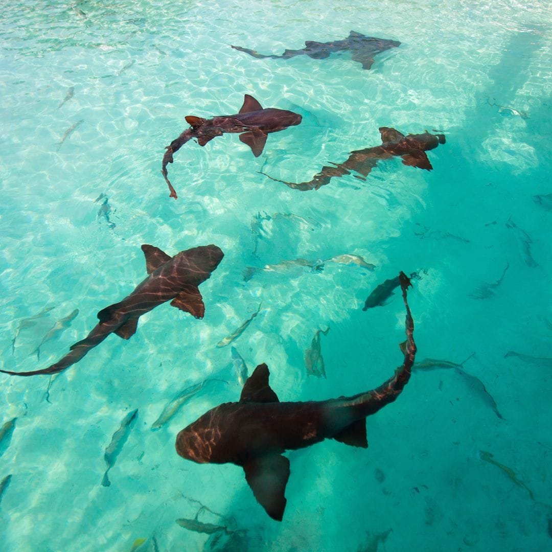 Nurse Sharks