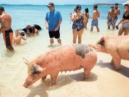 Rose Island Bahamas Pigs Excursions