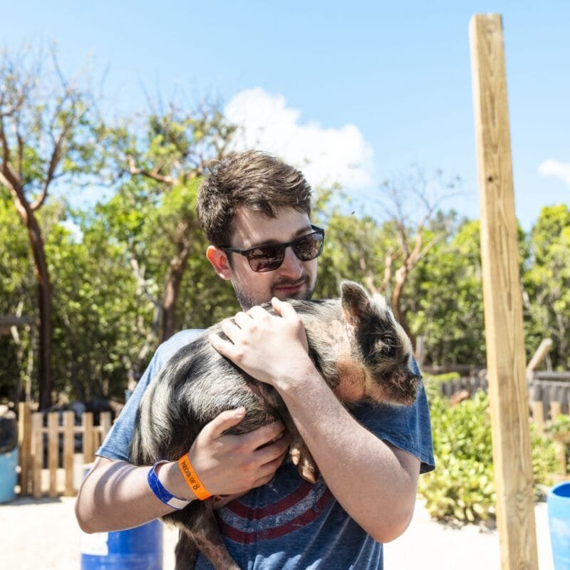 Pig being held