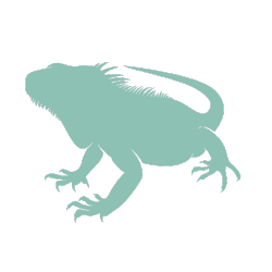 Iguanas