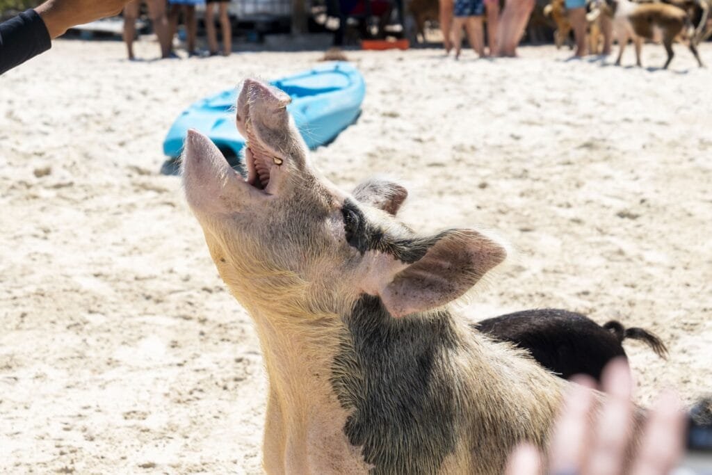 Pig begging for food