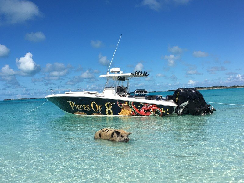 charter boat and pig
