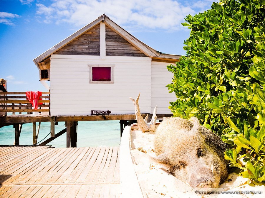 East End Beach pig