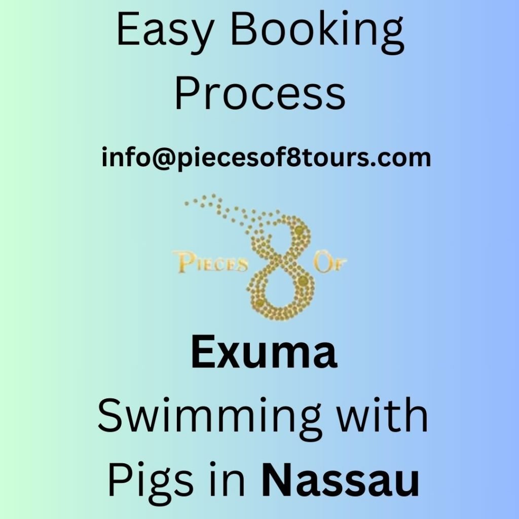 Pigs Nassau in the Swim
