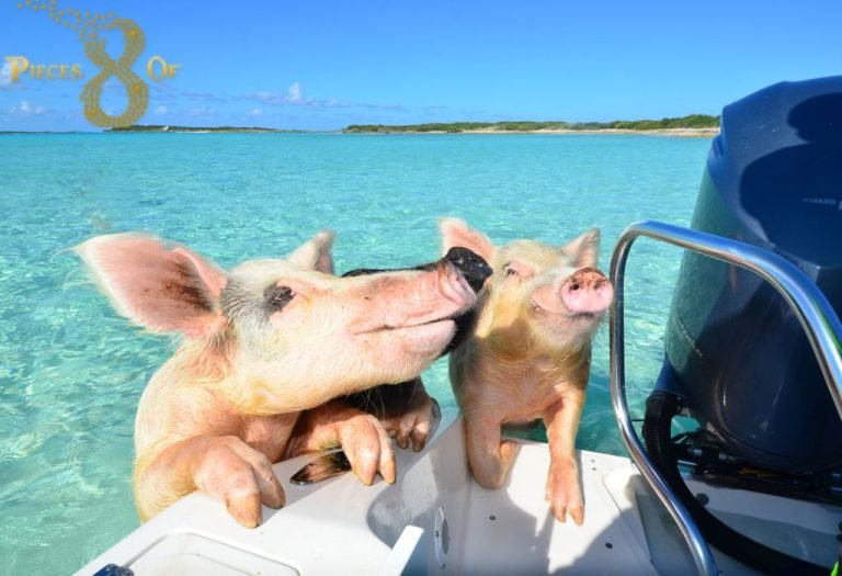 Exuma Bahamas Swim With Pigs