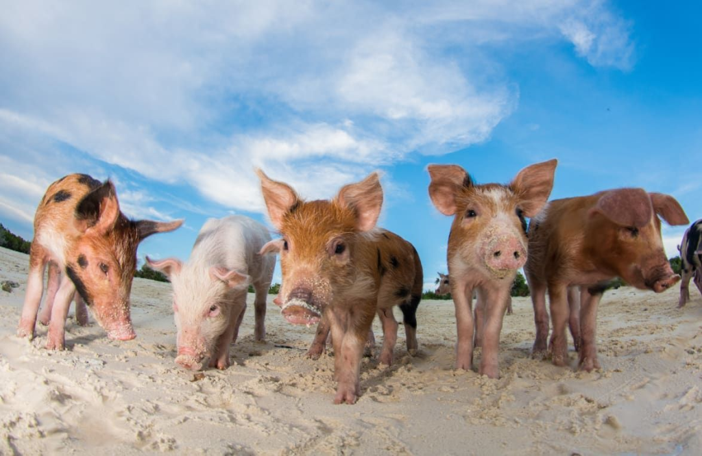 Exuma Bahamas Swim With Pigs