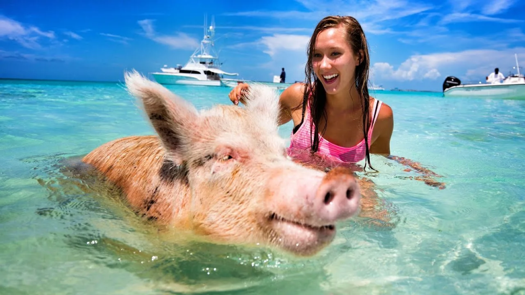 Island With The Swimming Pigs