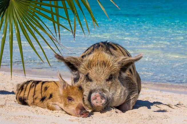 Island with the Swimming Pigs