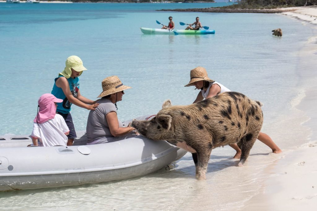 Pigs On Beach Bahamas
