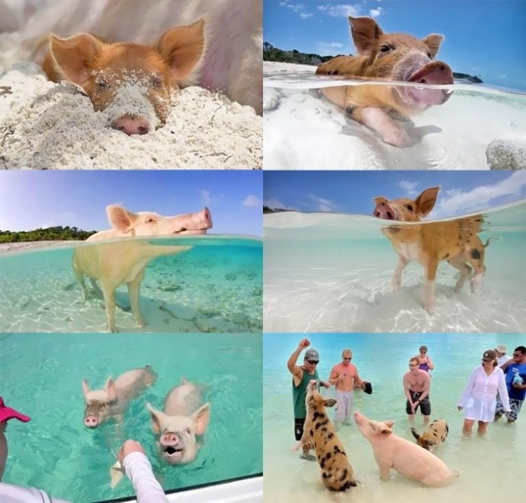 Rose Island Bahamas Pigs Excursions