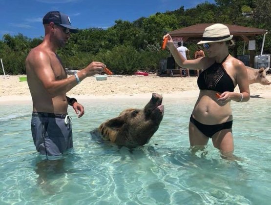 Swim With Pigs Bahamas Nassau