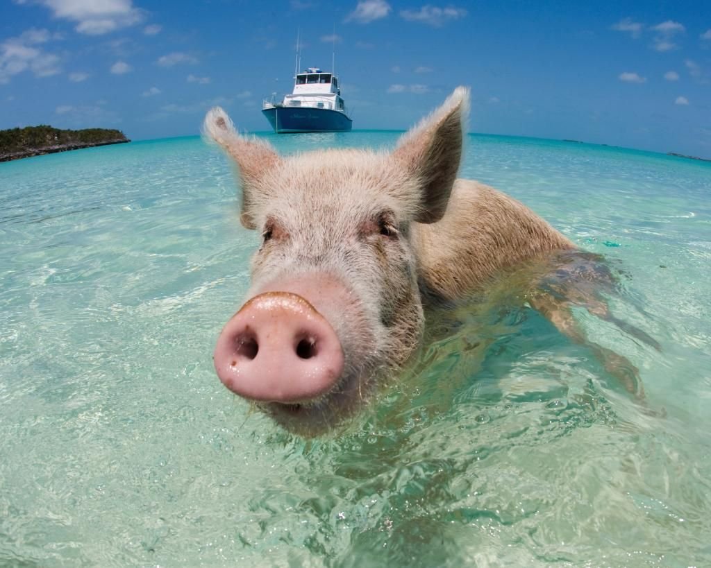 Swim With Pigs Nassau