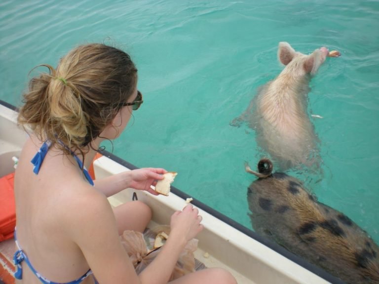 Swim With Pigs Nassau
