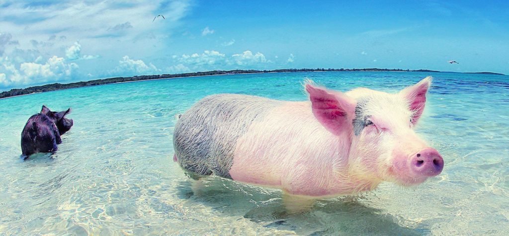 Swimming with orginal pigs