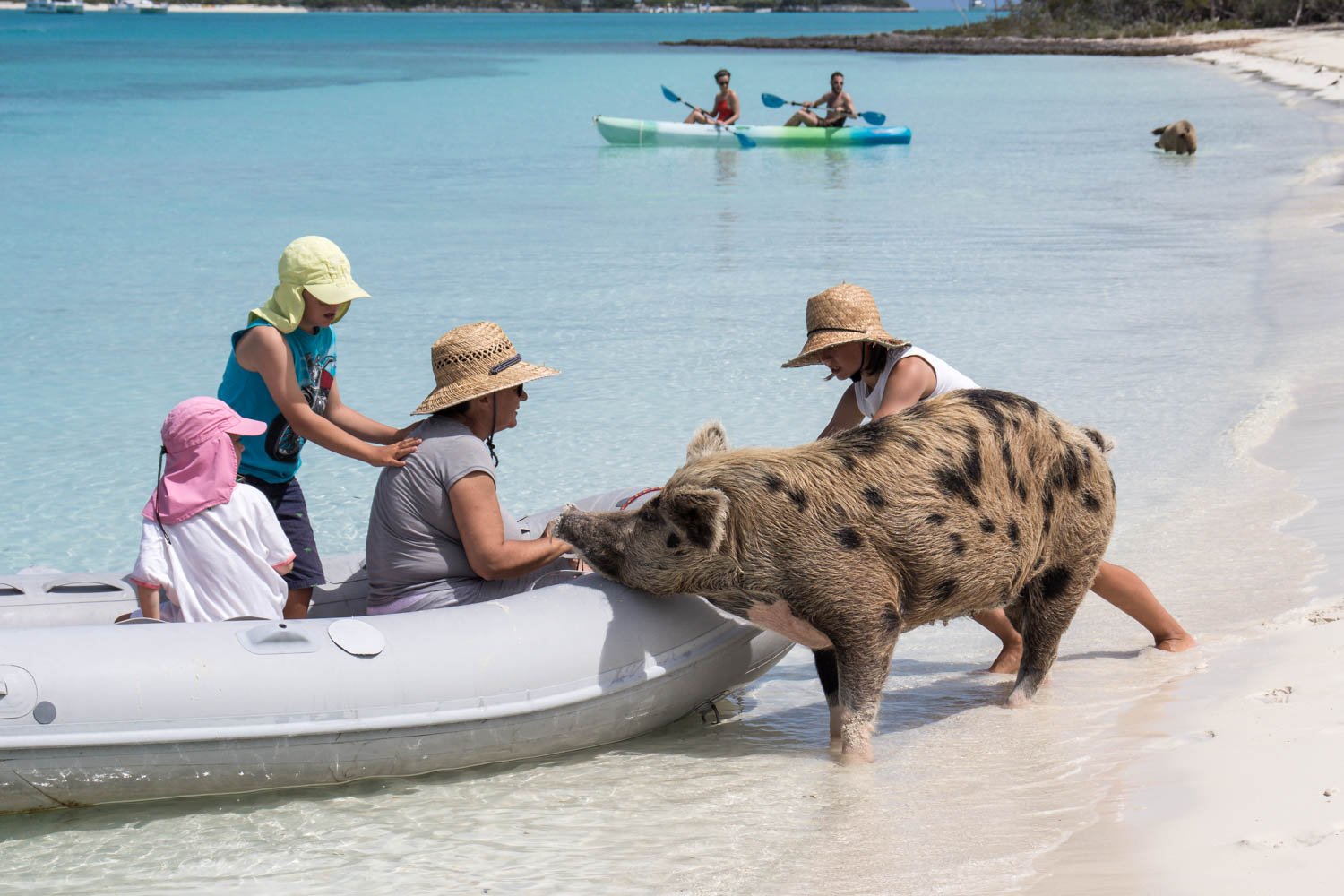 Swim With Pigs Nassau