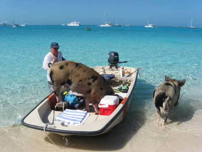 Rose Island Bahamas Pigs Excursions