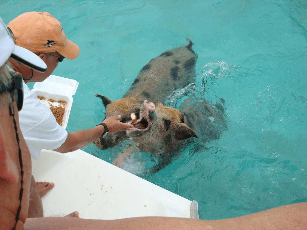 Island Swimming Pigs
