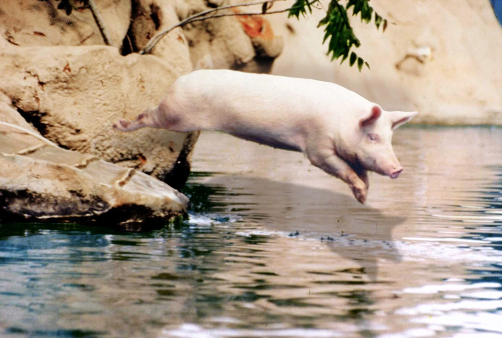 The Swimming Pigs Phenomenon