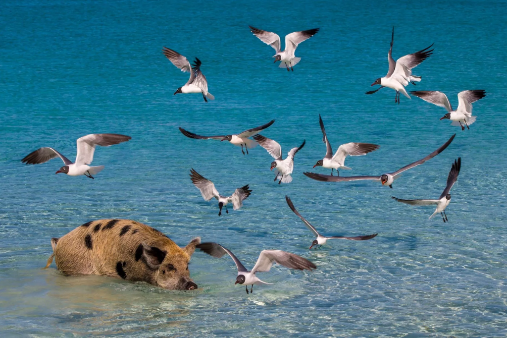 Challenges Faced by Pig Island Pigs