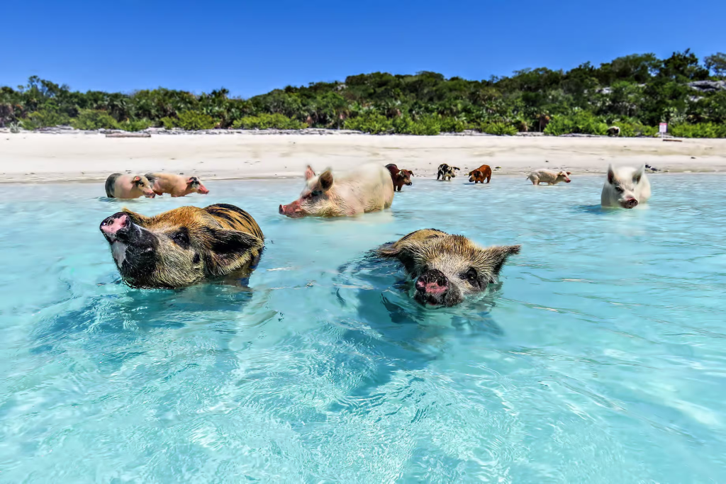Future of the Swimming Pigs