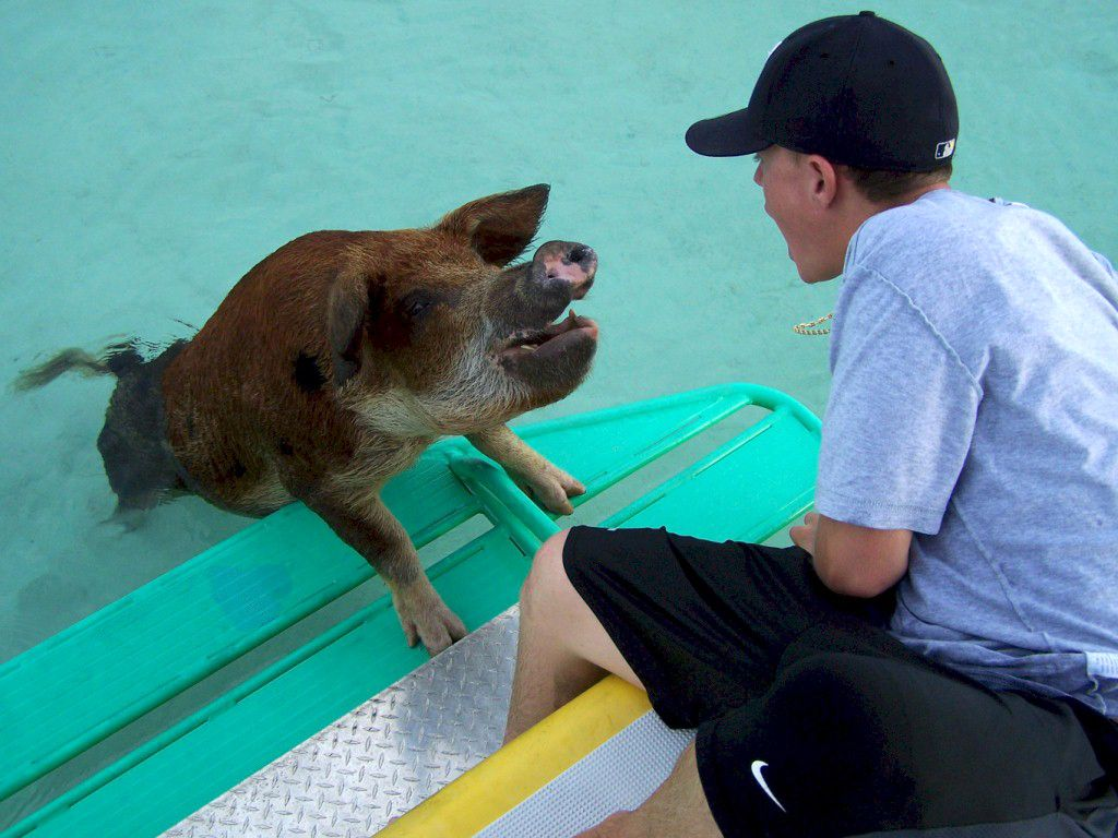 Tourism on the Swimming Pigs