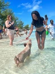 Feeding Pigs