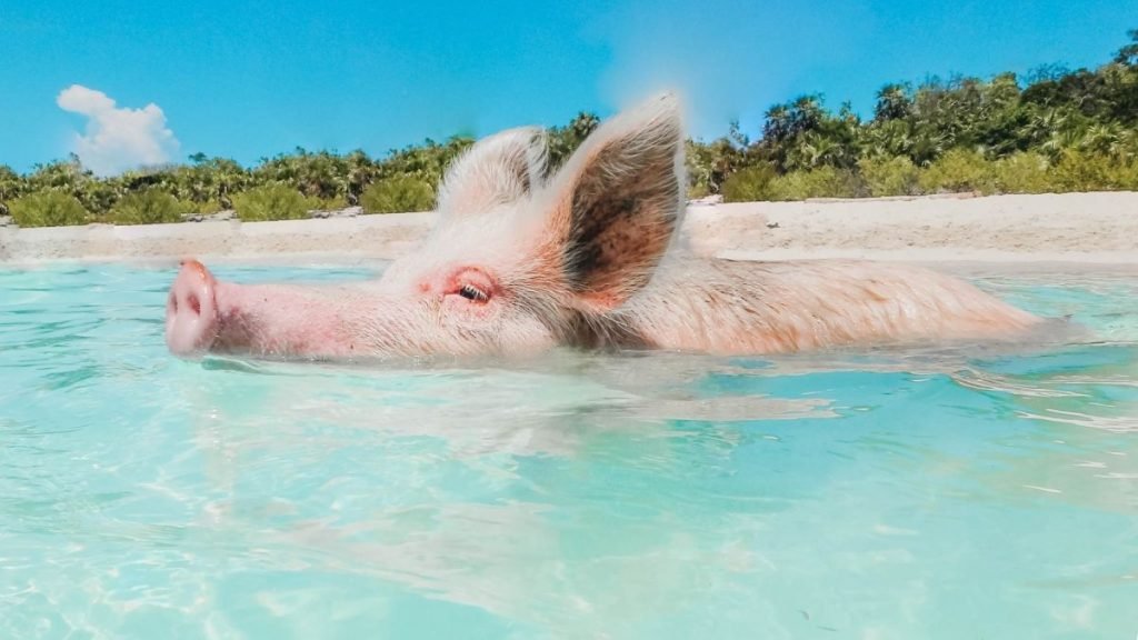 pig Swimming