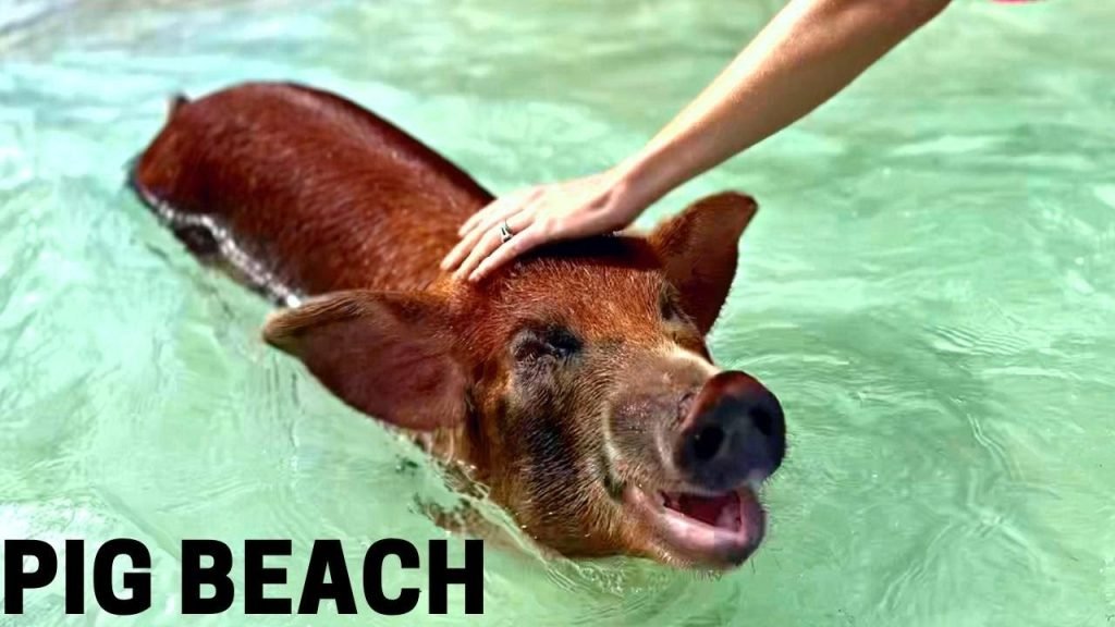 Pig Beach