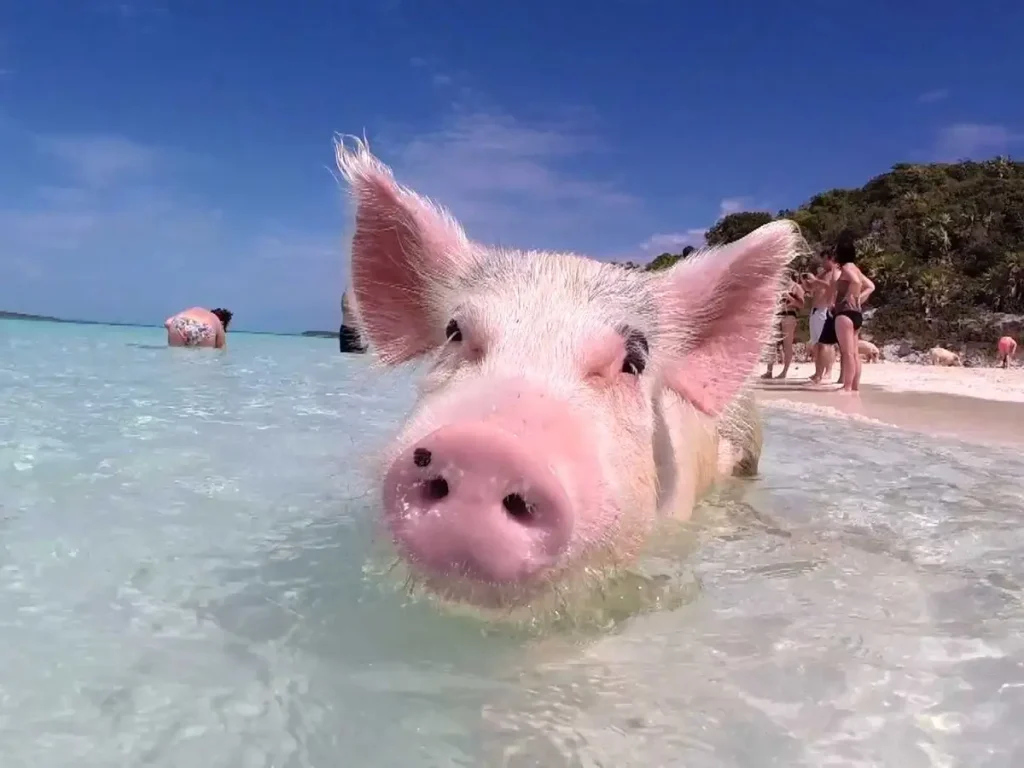 swimming pigs of Exuma