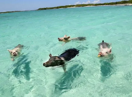 Swimming with pigs